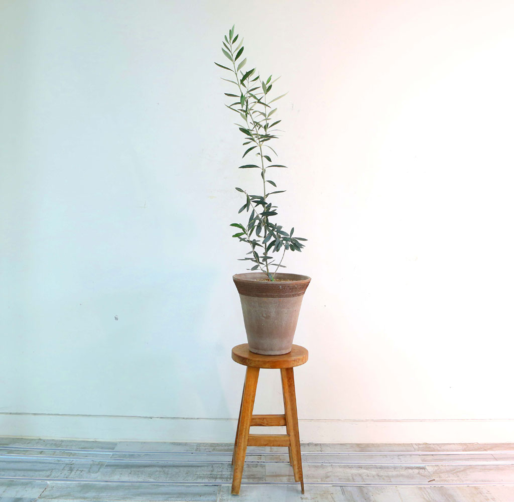 ݷĹ ؿ - ȭ ¡  Ĺ ø