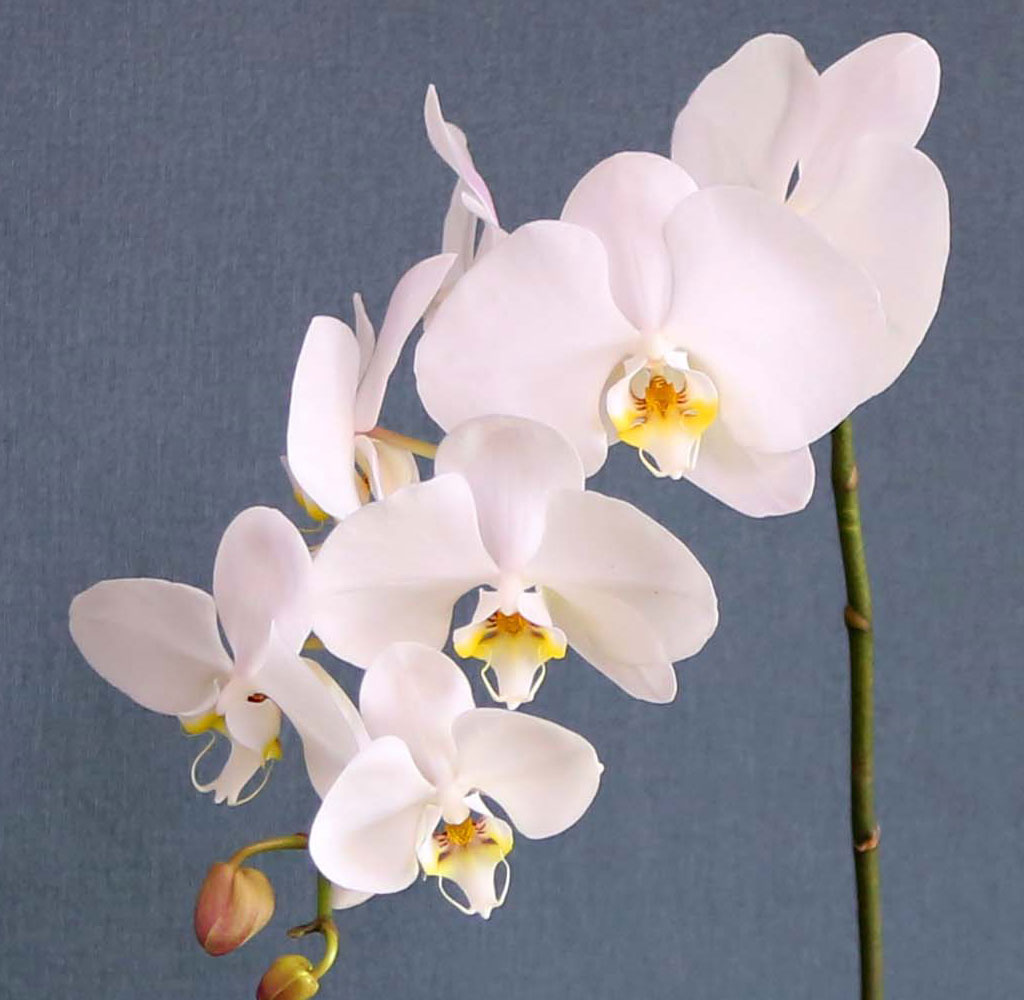 Office & Nature Áñ°Å¿î ÈÀÌÆ® È£Á¢¶õ (¼Ò)