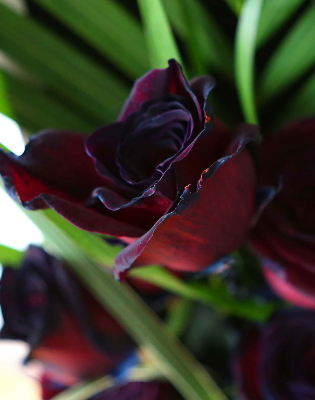 ̱ü - Red night()  ɹ