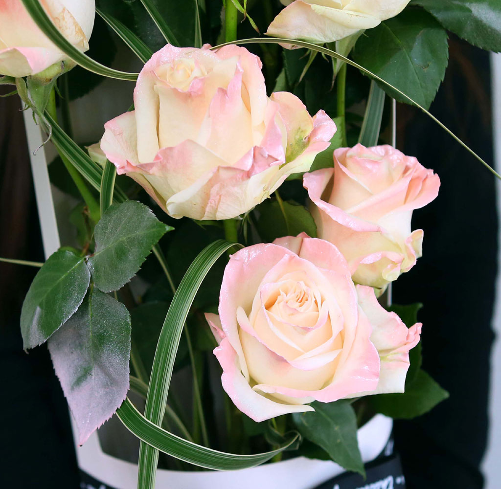 ̱ü - Pearl Satin  ɹ