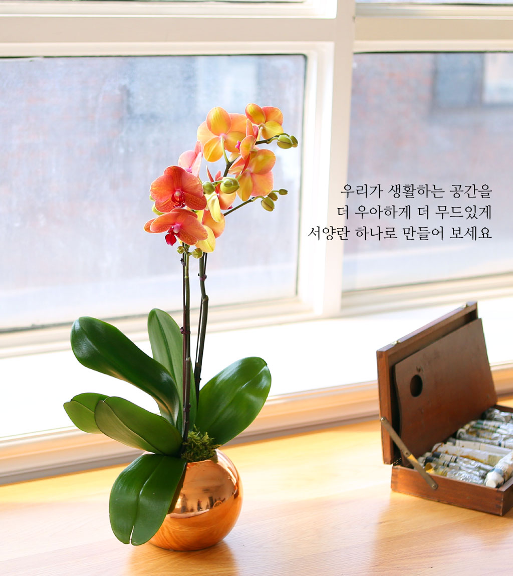 [, Ż]   ޻ ǰ Ȳȣ  ɹ