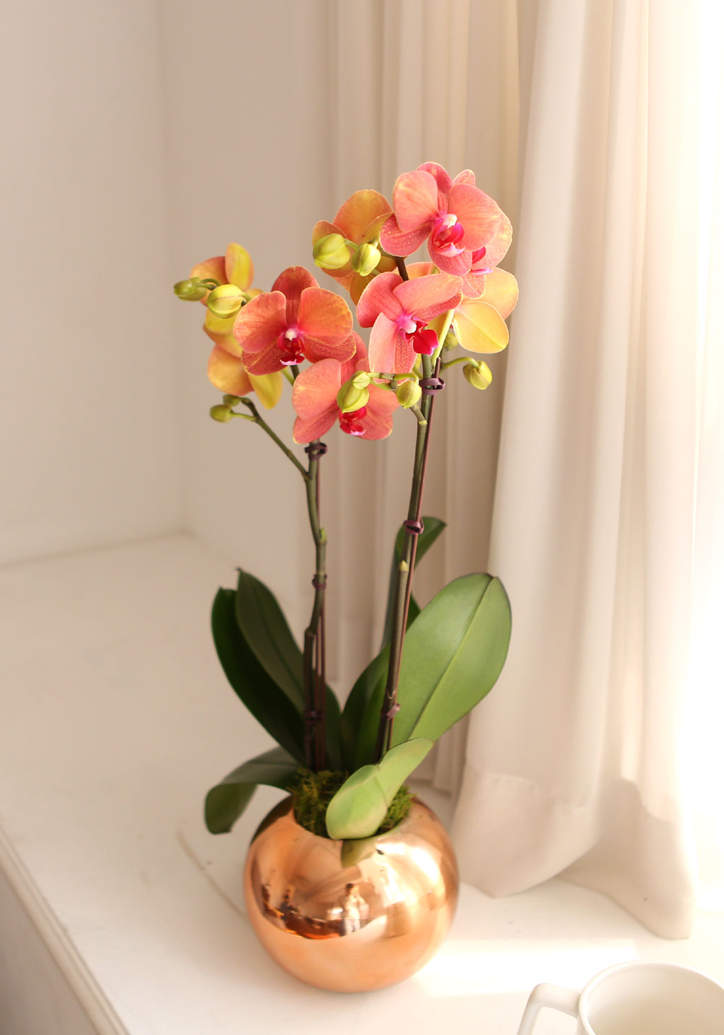 [, Ż]   ޻ ǰ Ȳȣ  ɹ