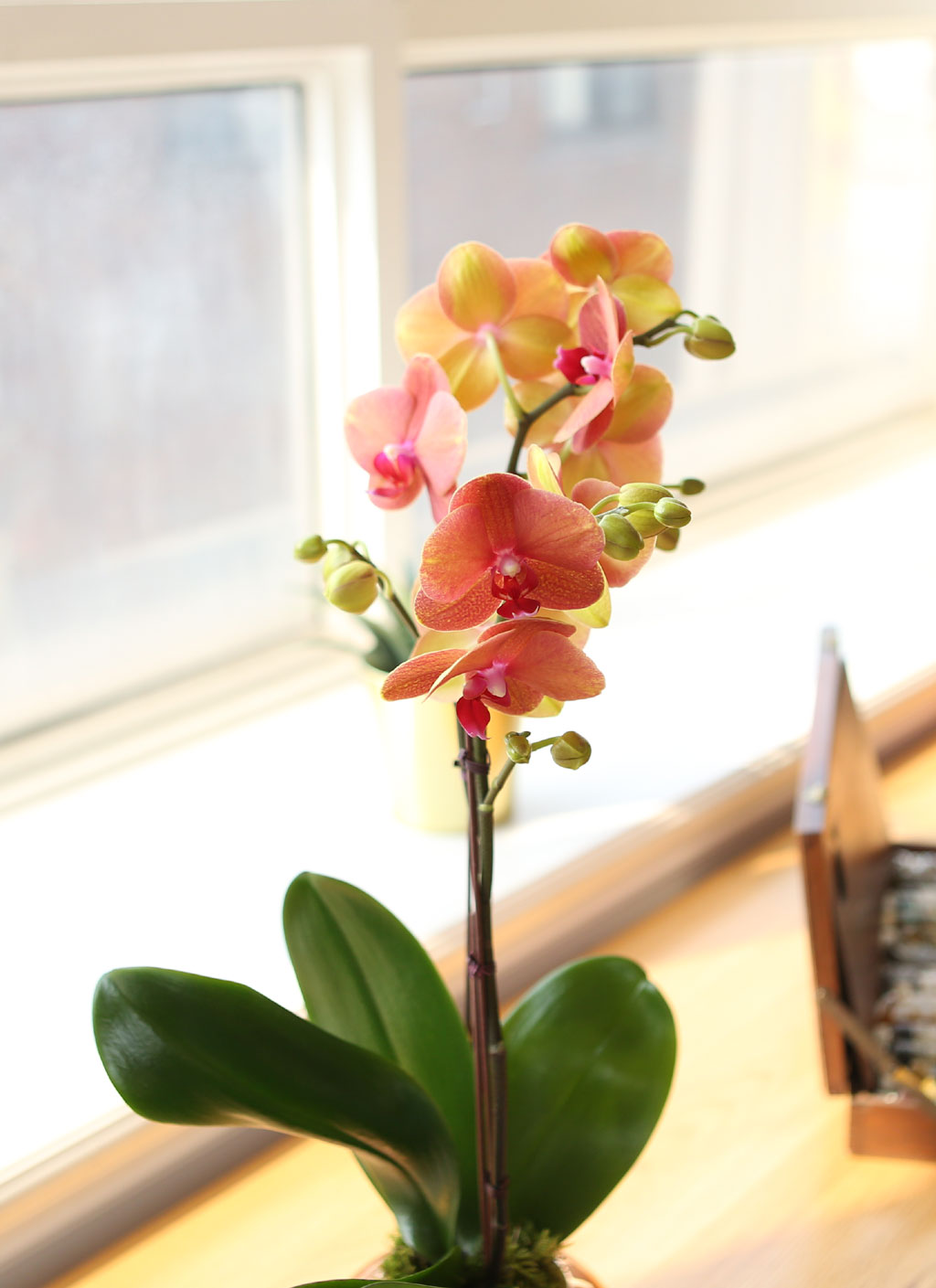 [, Ż]   ޻ ǰ Ȳȣ  ɹ