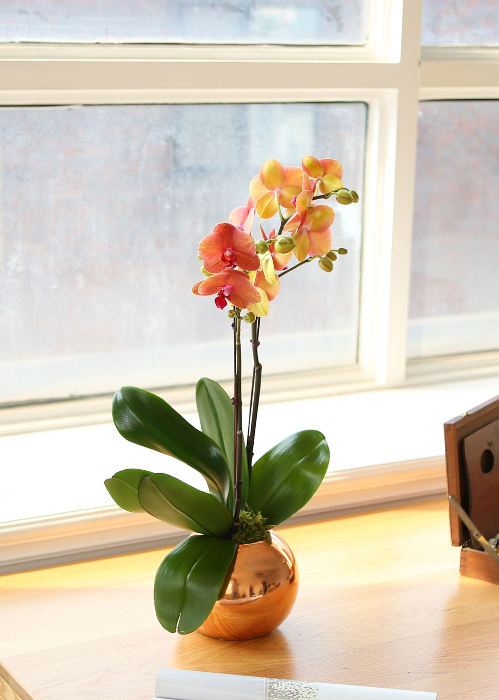 [, Ż]   ޻ ǰ Ȳȣ  ɹ