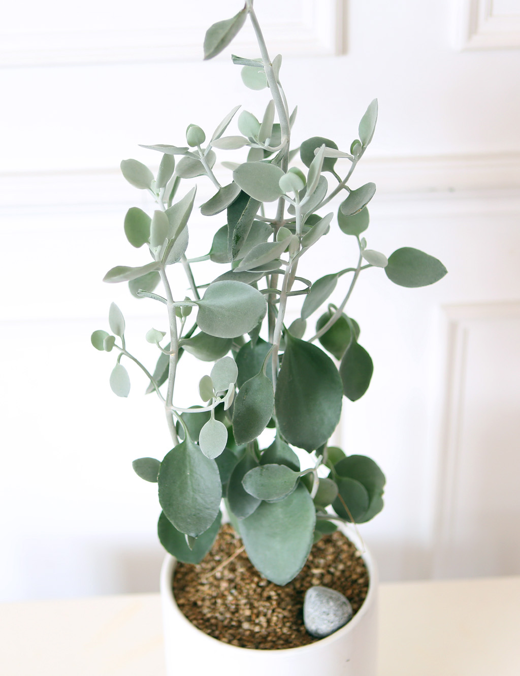 ½Åºñ·Î¿î °ü¿±½Ä¹° ½Ç¹ö½ºÇ¬