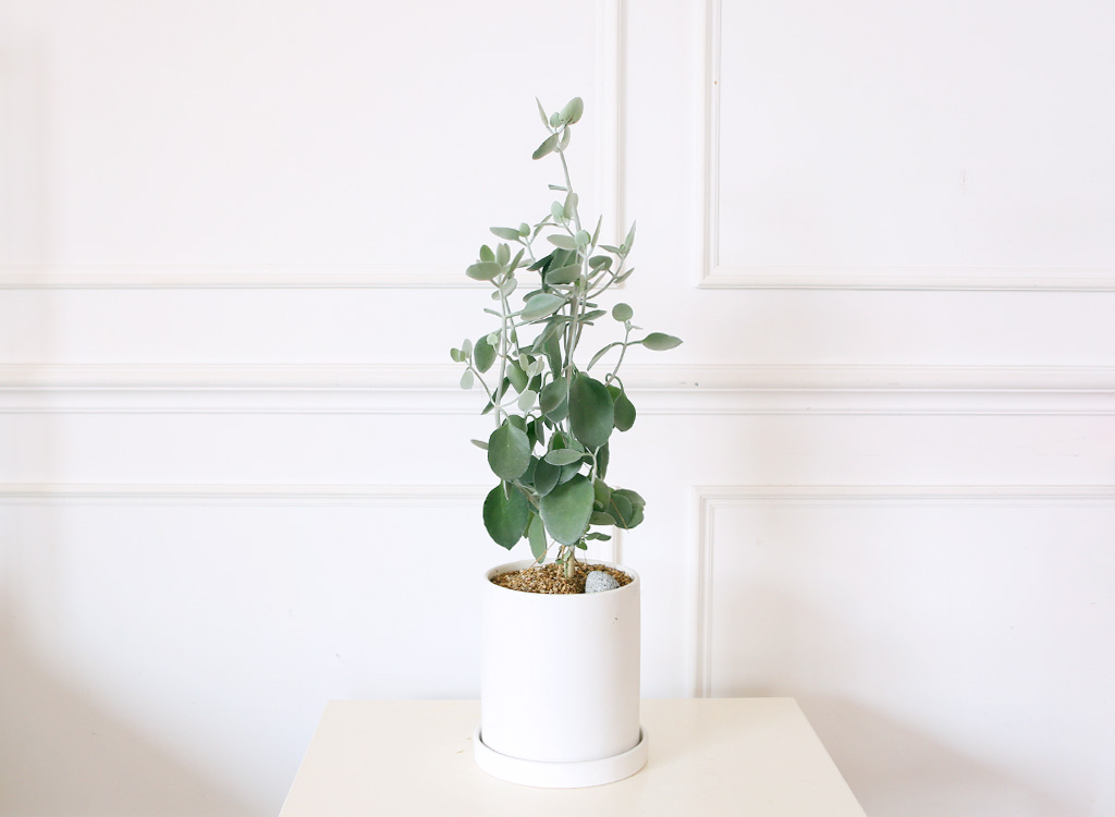 ½Åºñ·Î¿î °ü¿±½Ä¹° ½Ç¹ö½ºÇ¬