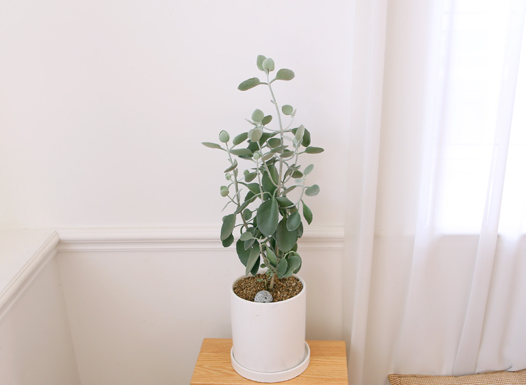 ½Åºñ·Î¿î °ü¿±½Ä¹° ½Ç¹ö½ºÇ¬