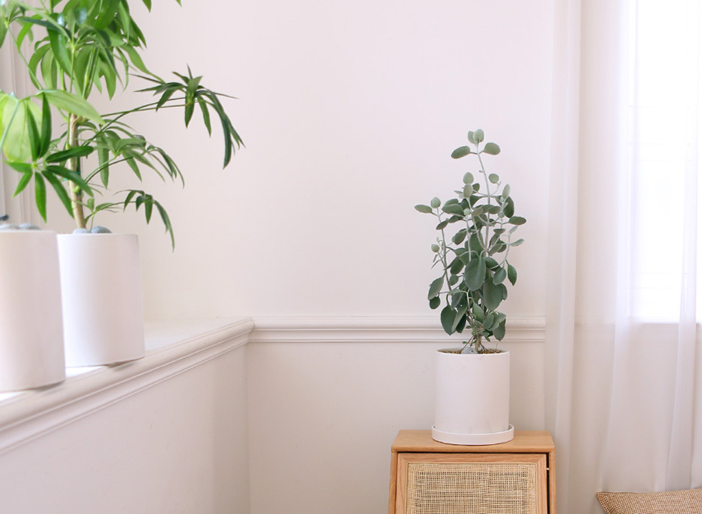 ½Åºñ·Î¿î °ü¿±½Ä¹° ½Ç¹ö½ºÇ¬