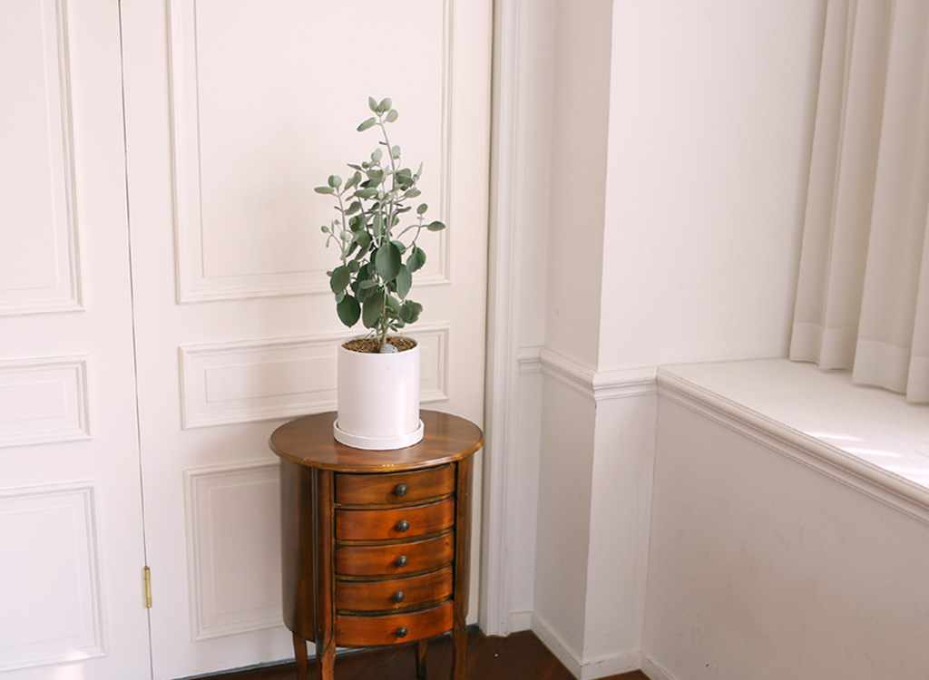 ½Åºñ·Î¿î °ü¿±½Ä¹° ½Ç¹ö½ºÇ¬