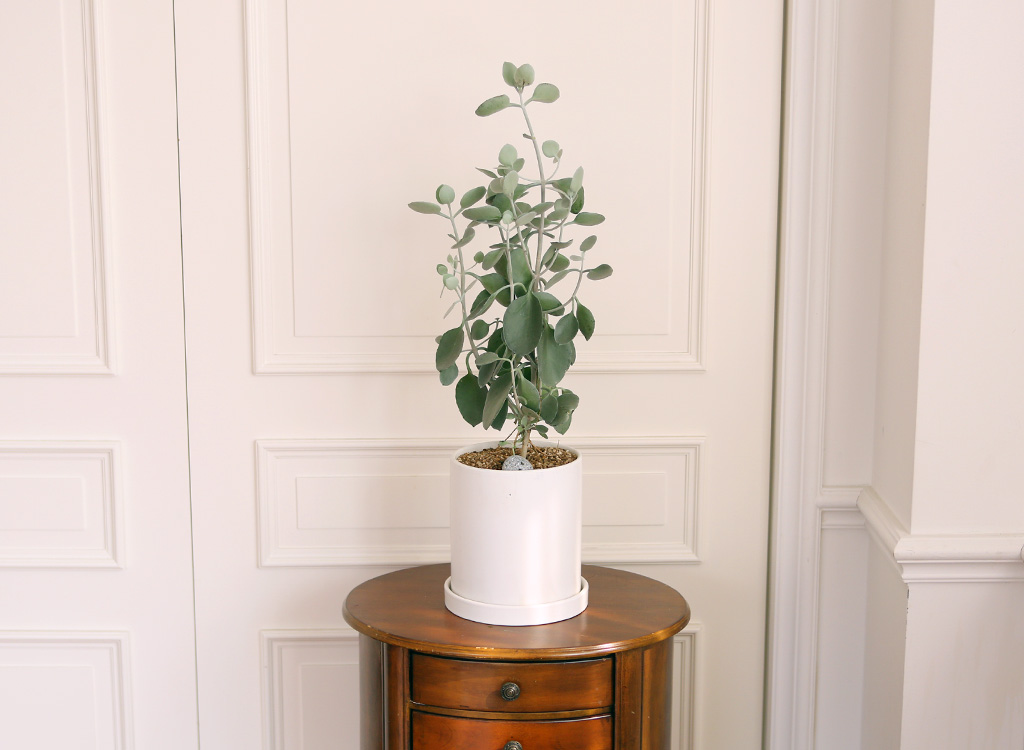 ½Åºñ·Î¿î °ü¿±½Ä¹° ½Ç¹ö½ºÇ¬