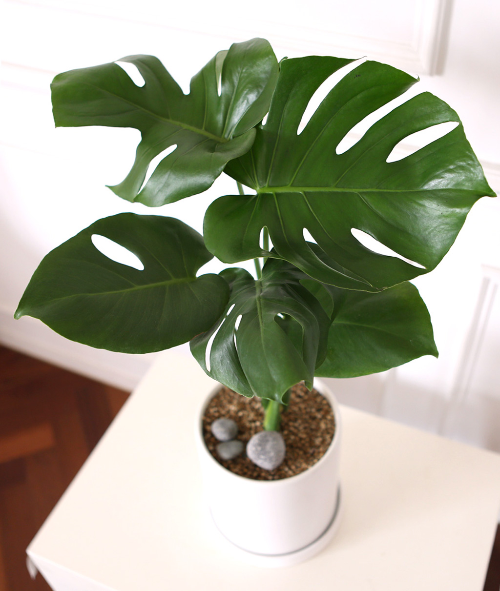 []̱  - ׶(ȭ⺯)  ɹ