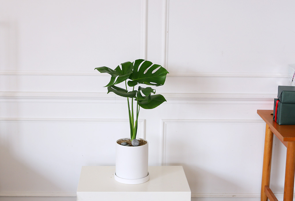 []̱  - ׶(ȭ⺯)  ɹ