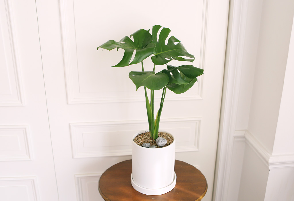 []̱  - ׶(ȭ⺯)  ɹ