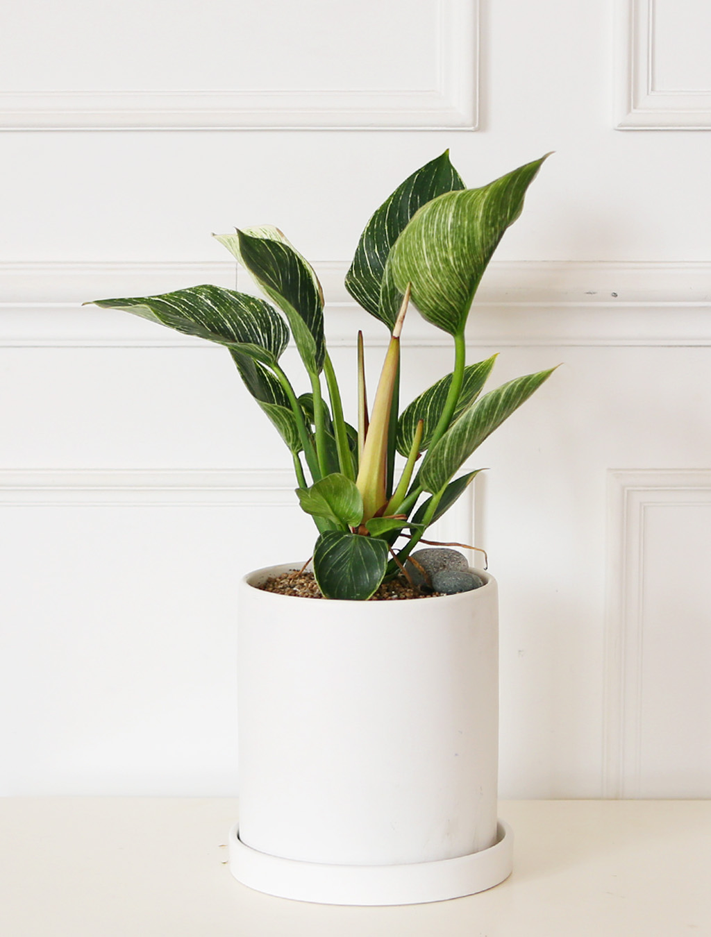 »ö´Ù¸¥ ¾Æ¸§´Ù¿òÀÇ ÀÙ - ¹öŲÄá°í