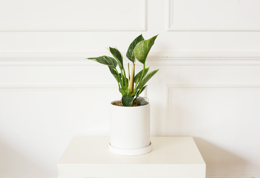 »ö´Ù¸¥ ¾Æ¸§´Ù¿òÀÇ ÀÙ - ¹öŲÄá°í