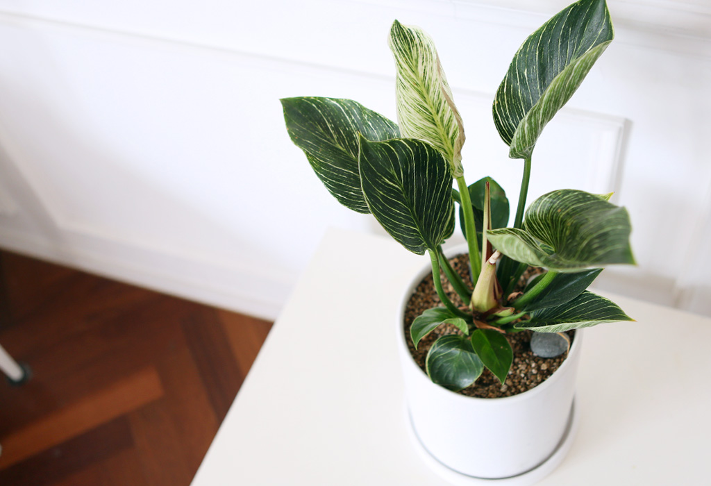 »ö´Ù¸¥ ¾Æ¸§´Ù¿òÀÇ ÀÙ - ¹öŲÄá°í