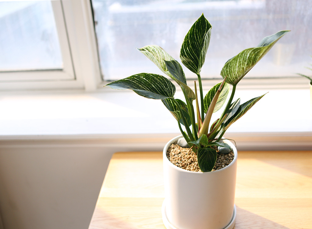 »ö´Ù¸¥ ¾Æ¸§´Ù¿òÀÇ ÀÙ - ¹öŲÄá°í