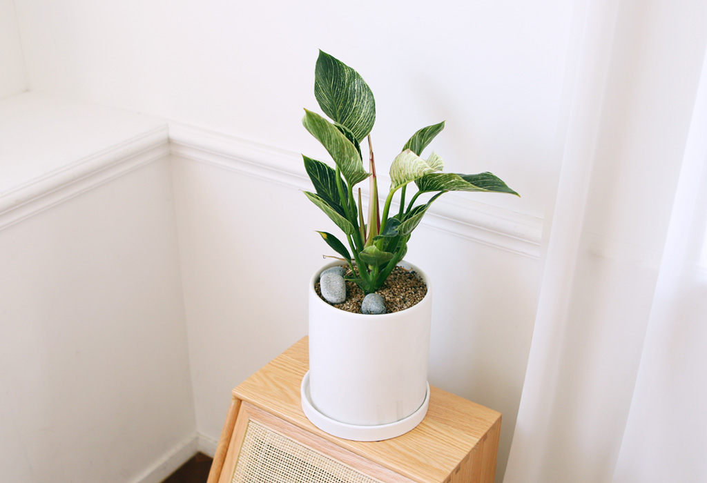 »ö´Ù¸¥ ¾Æ¸§´Ù¿òÀÇ ÀÙ - ¹öŲÄá°í