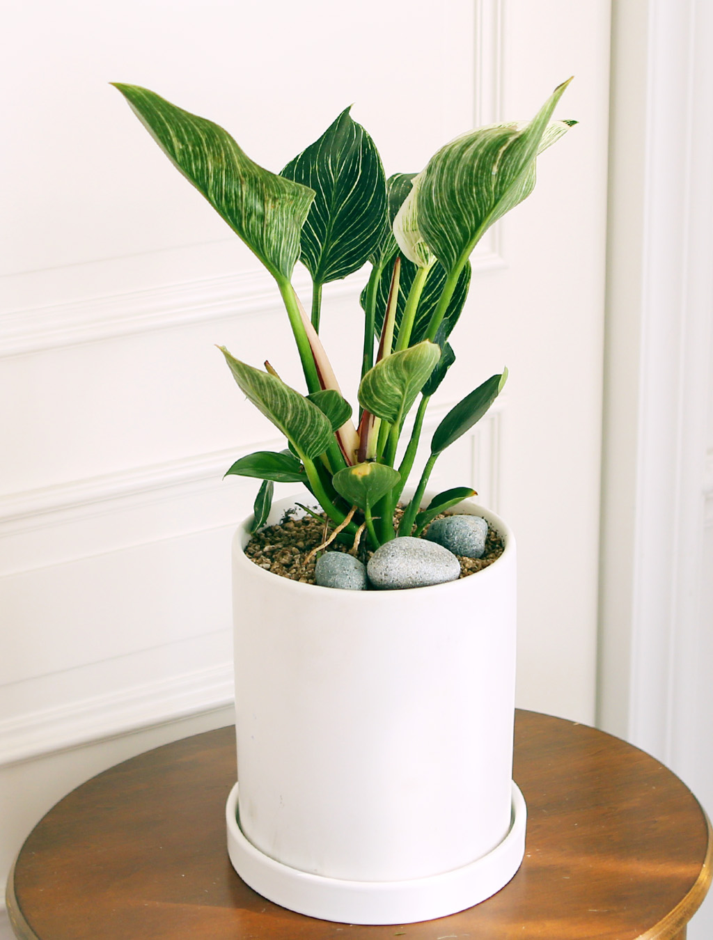 »ö´Ù¸¥ ¾Æ¸§´Ù¿òÀÇ ÀÙ - ¹öŲÄá°í