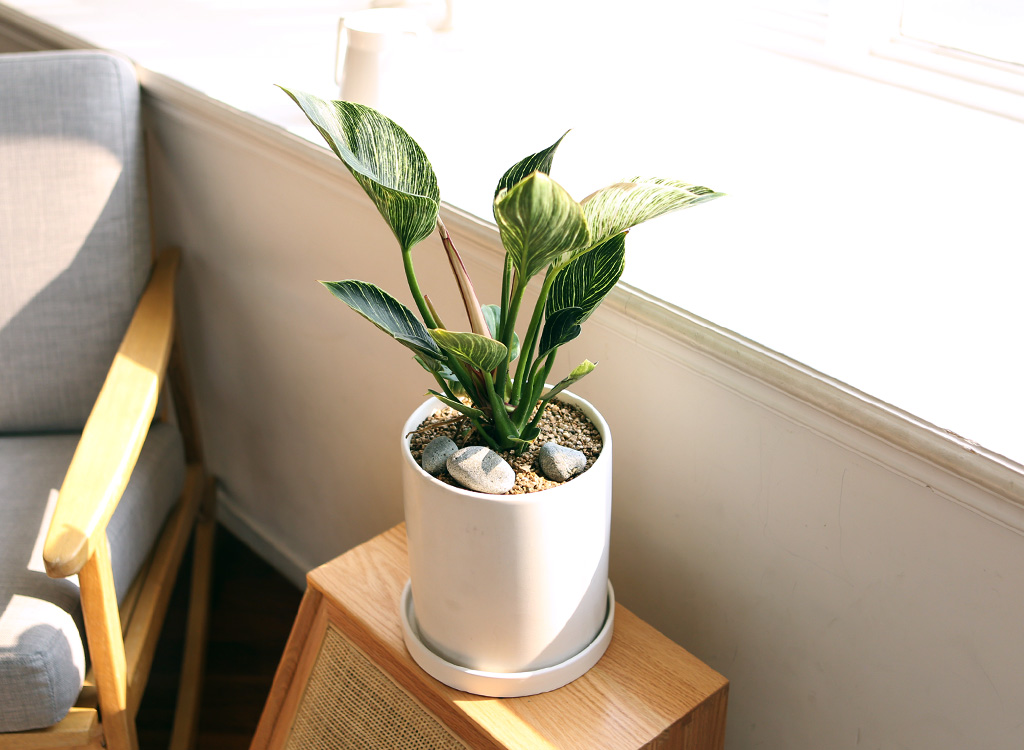 »ö´Ù¸¥ ¾Æ¸§´Ù¿òÀÇ ÀÙ - ¹öŲÄá°í