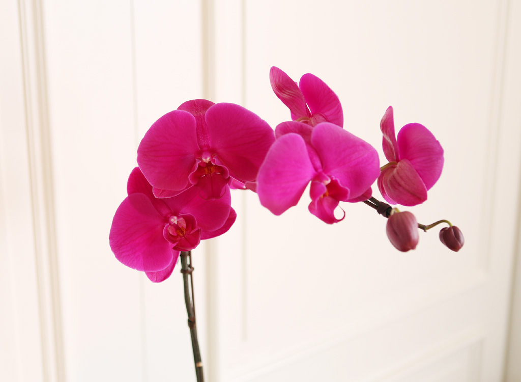 ¾Æ¸§´ä°í Çâ±â·Î¿î ÁøÇÎÅ© È£Á¢¶õ (¼Ò) ²ÉÁý ²É¹è´Þ