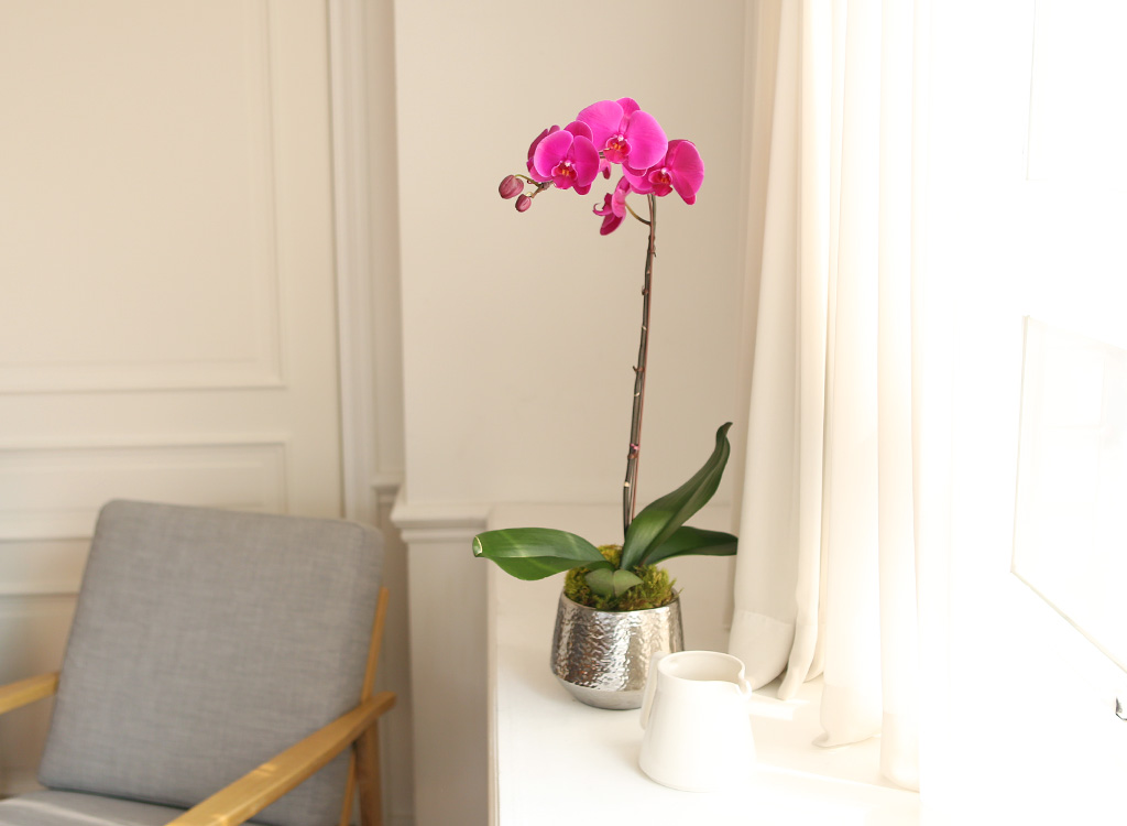 ¾Æ¸§´ä°í Çâ±â·Î¿î ÁøÇÎÅ© È£Á¢¶õ (¼Ò) ²ÉÁý ²É¹è´Þ