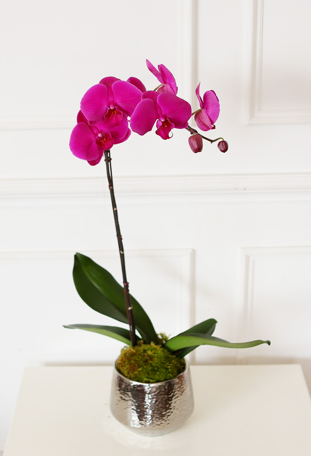 ¾Æ¸§´ä°í Çâ±â·Î¿î ÁøÇÎÅ© È£Á¢¶õ (¼Ò) ²ÉÁý ²É¹è´Þ