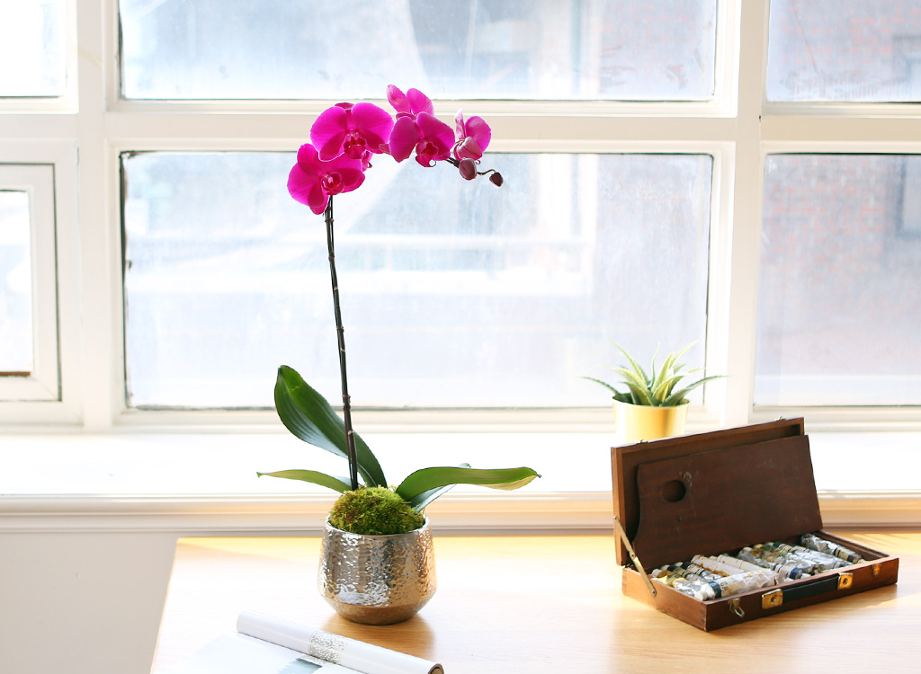 ¾Æ¸§´ä°í Çâ±â·Î¿î ÁøÇÎÅ© È£Á¢¶õ (¼Ò) ²ÉÁý ²É¹è´Þ