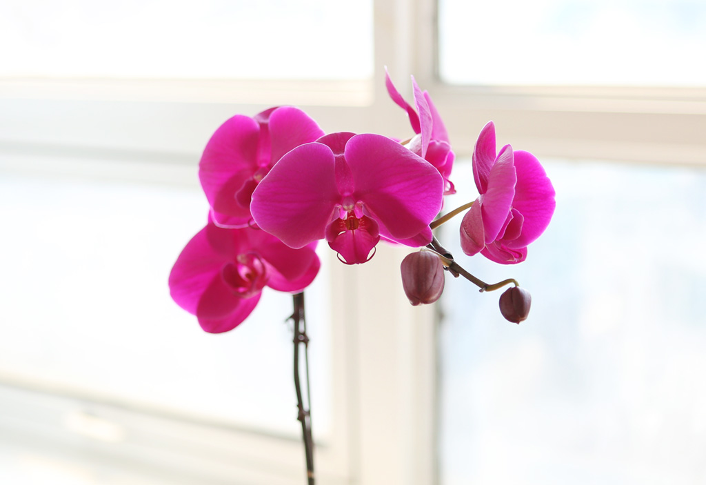 ¾Æ¸§´ä°í Çâ±â·Î¿î ÁøÇÎÅ© È£Á¢¶õ (¼Ò) ²ÉÁý ²É¹è´Þ