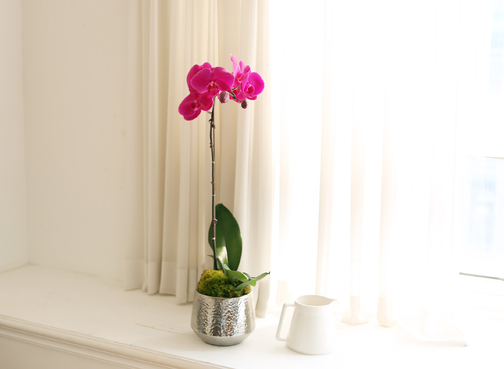 ¾Æ¸§´ä°í Çâ±â·Î¿î ÁøÇÎÅ© È£Á¢¶õ (¼Ò) ²ÉÁý ²É¹è´Þ