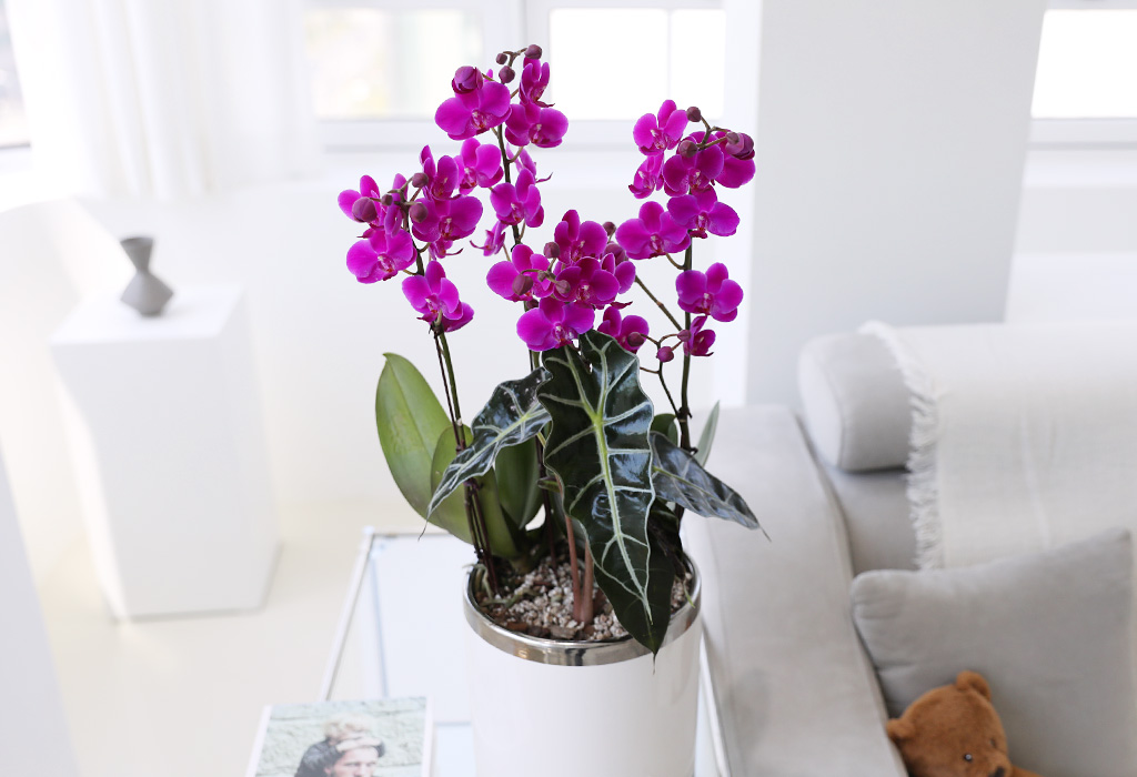 []ϴ   - ɺȫ õȫ ()