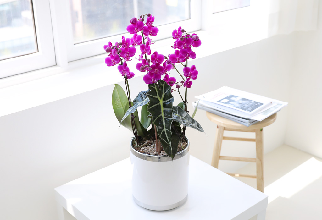 []ϴ   - ɺȫ õȫ ()