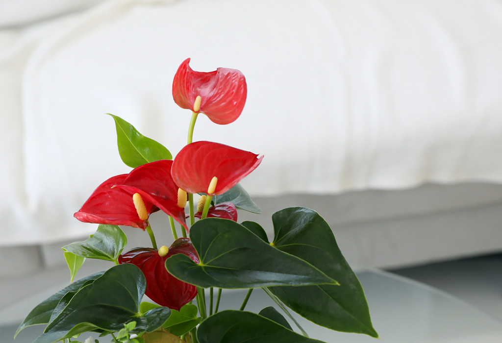 [,,ȭ⺯] ϴ   -   Ǿ ִ Ƚ