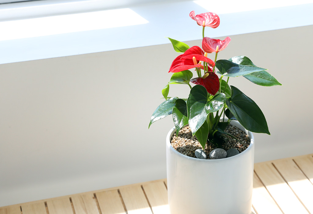 [,,ȭ⺯] ϴ   -   Ǿ ִ Ƚ