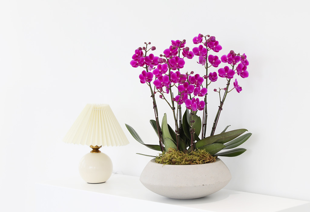 []ϴ   - ȣ ɺȫ õȫ () (ȭ⺯)  ɹ