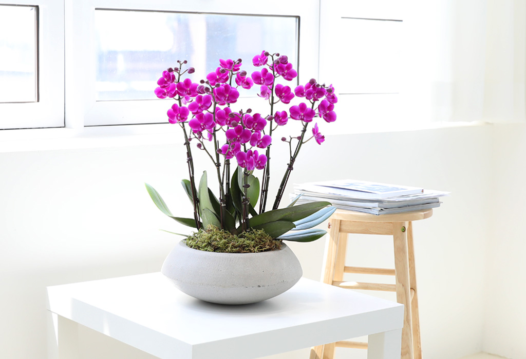 []ϴ   - ȣ ɺȫ õȫ () (ȭ⺯)  ɹ