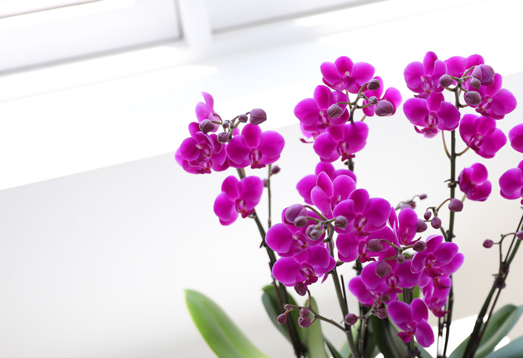 []ϴ   - ȣ ɺȫ õȫ () (ȭ⺯)  ɹ