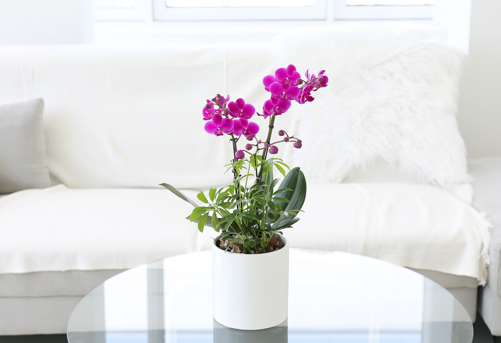 []ϴ   - ȣ ɺȫ õȫ ()  ɹ