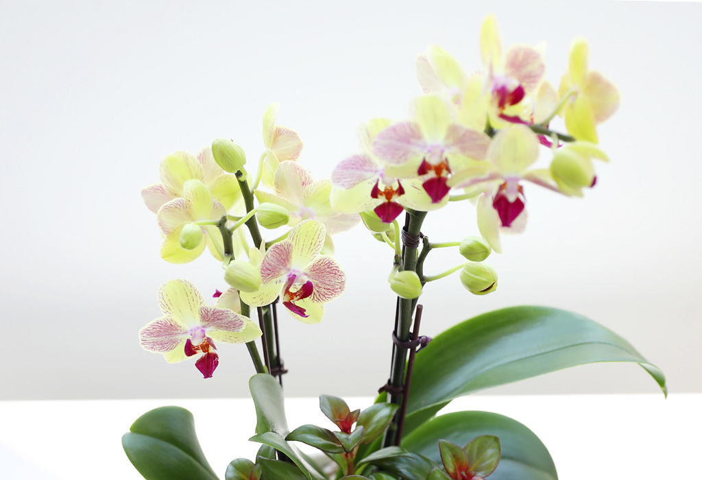 []ϴ   - ȣ  () (ȭ⺯)  ɹ