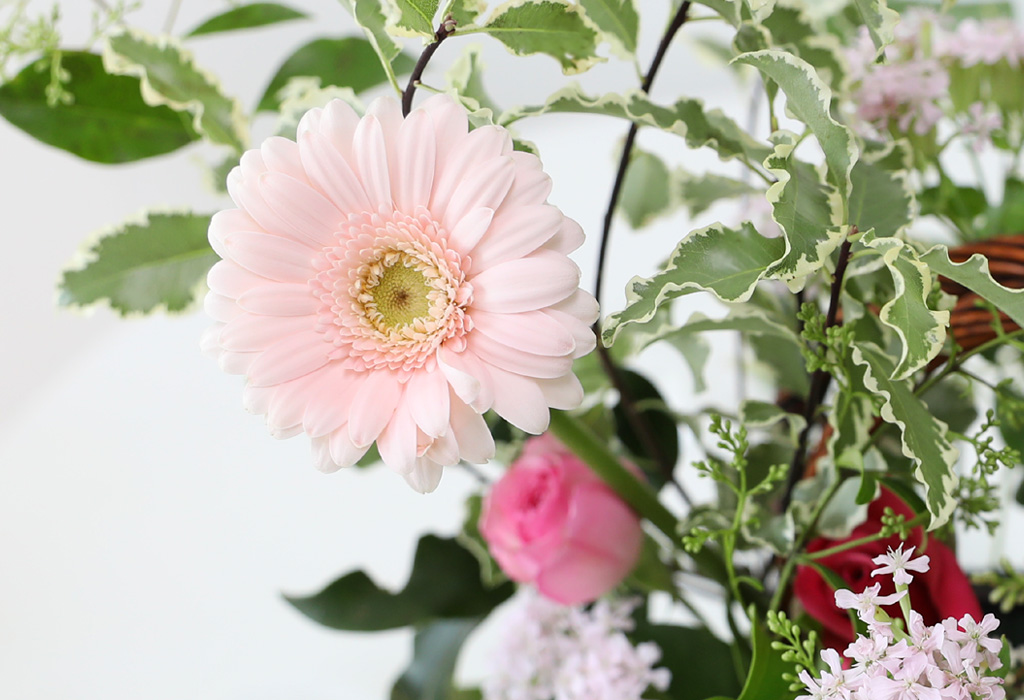 [ʺ ʿ ] - Picnic in the pink garden  ɹ