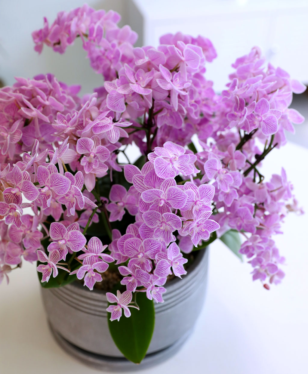 Office & Nature »ö°¨ÀÌ °í¿î ÇÎÅ© ¹Ì´ÏÈ£Á¢¶õ ²ÉÁý ²É¹è´Þ