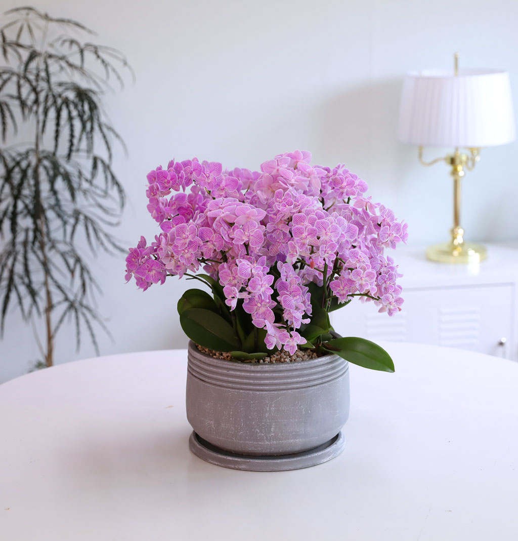 Office & Nature »ö°¨ÀÌ °í¿î ÇÎÅ© ¹Ì´ÏÈ£Á¢¶õ ²ÉÁý ²É¹è´Þ