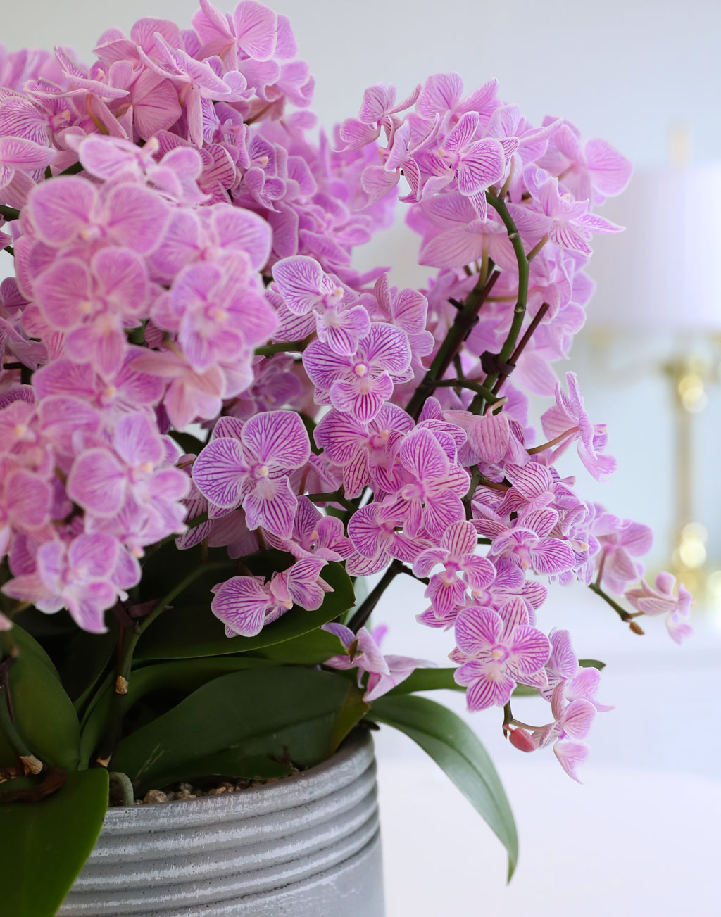 Office & Nature »ö°¨ÀÌ °í¿î ÇÎÅ© ¹Ì´ÏÈ£Á¢¶õ ²ÉÁý ²É¹è´Þ