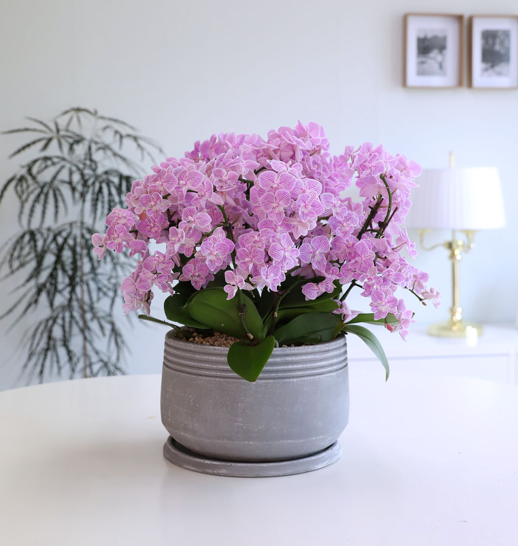 Office & Nature »ö°¨ÀÌ °í¿î ÇÎÅ© ¹Ì´ÏÈ£Á¢¶õ ²ÉÁý ²É¹è´Þ