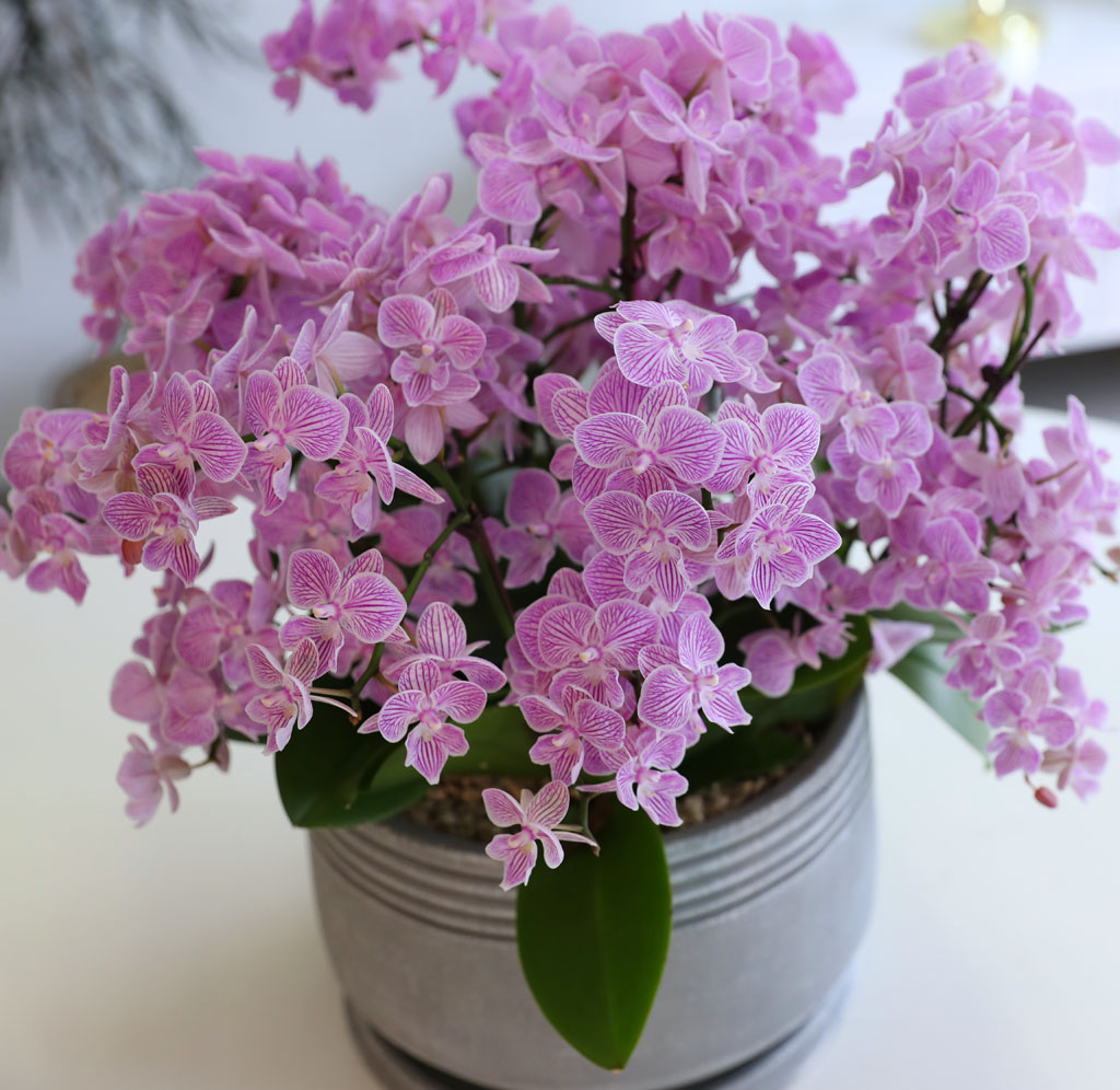 Office & Nature »ö°¨ÀÌ °í¿î ÇÎÅ© ¹Ì´ÏÈ£Á¢¶õ ²ÉÁý ²É¹è´Þ