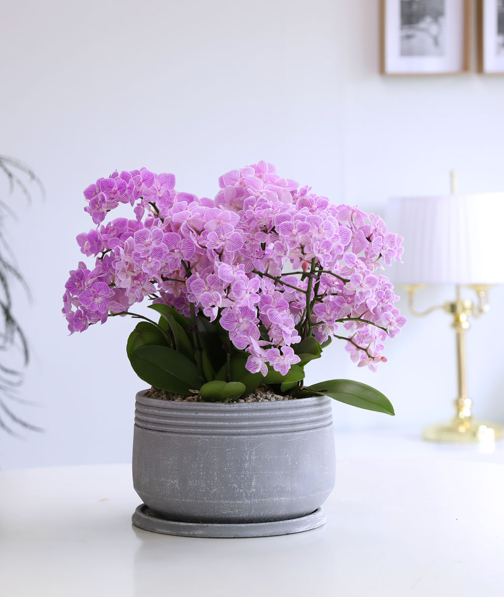 Office & Nature »ö°¨ÀÌ °í¿î ÇÎÅ© ¹Ì´ÏÈ£Á¢¶õ ²ÉÁý ²É¹è´Þ