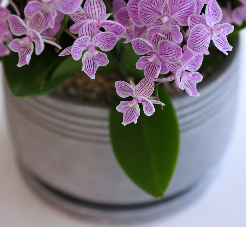 Office & Nature »ö°¨ÀÌ °í¿î ÇÎÅ© ¹Ì´ÏÈ£Á¢¶õ ²ÉÁý ²É¹è´Þ