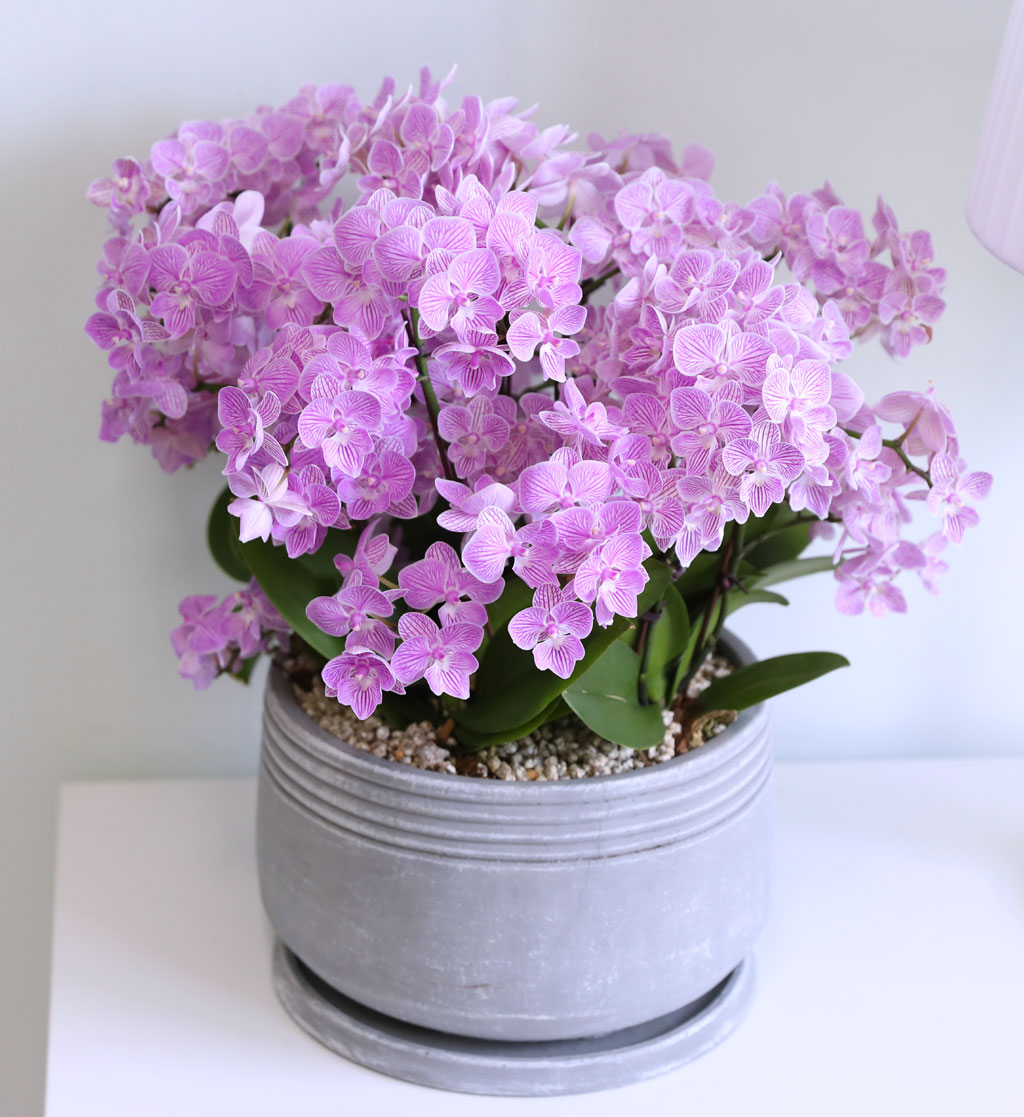 Office & Nature »ö°¨ÀÌ °í¿î ÇÎÅ© ¹Ì´ÏÈ£Á¢¶õ ²ÉÁý ²É¹è´Þ