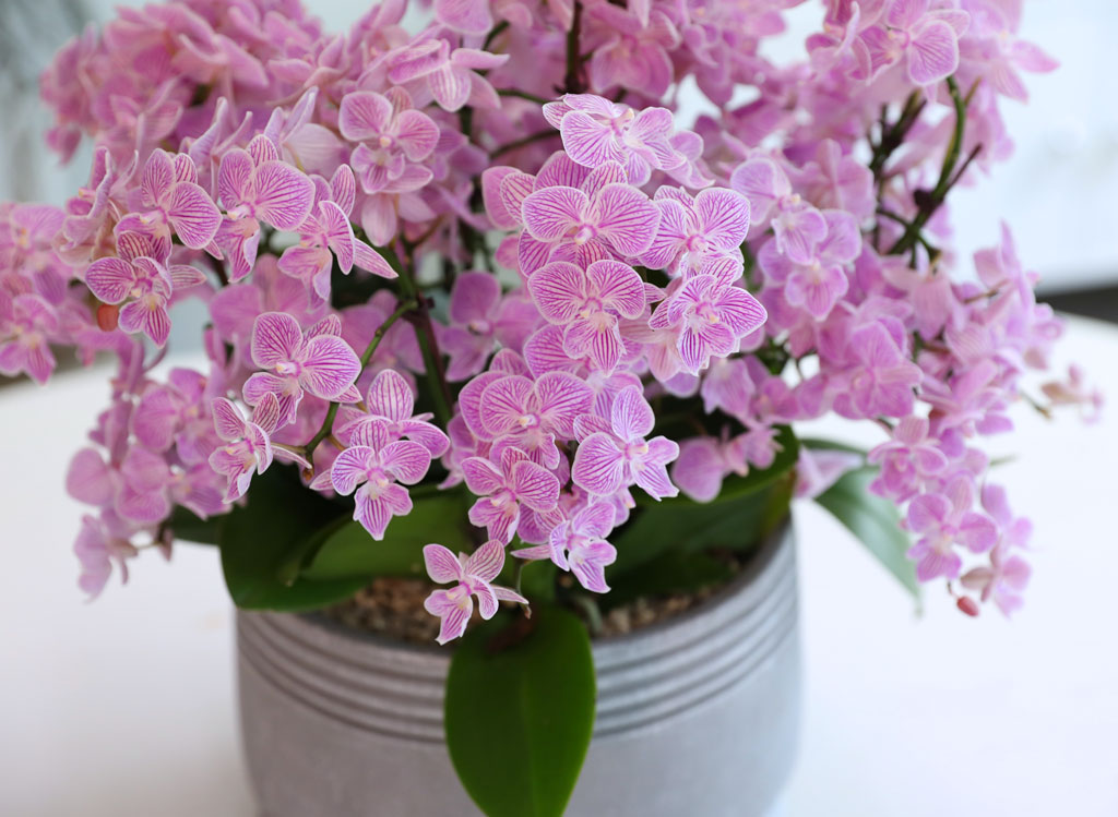 Office & Nature »ö°¨ÀÌ °í¿î ÇÎÅ© ¹Ì´ÏÈ£Á¢¶õ ²ÉÁý ²É¹è´Þ