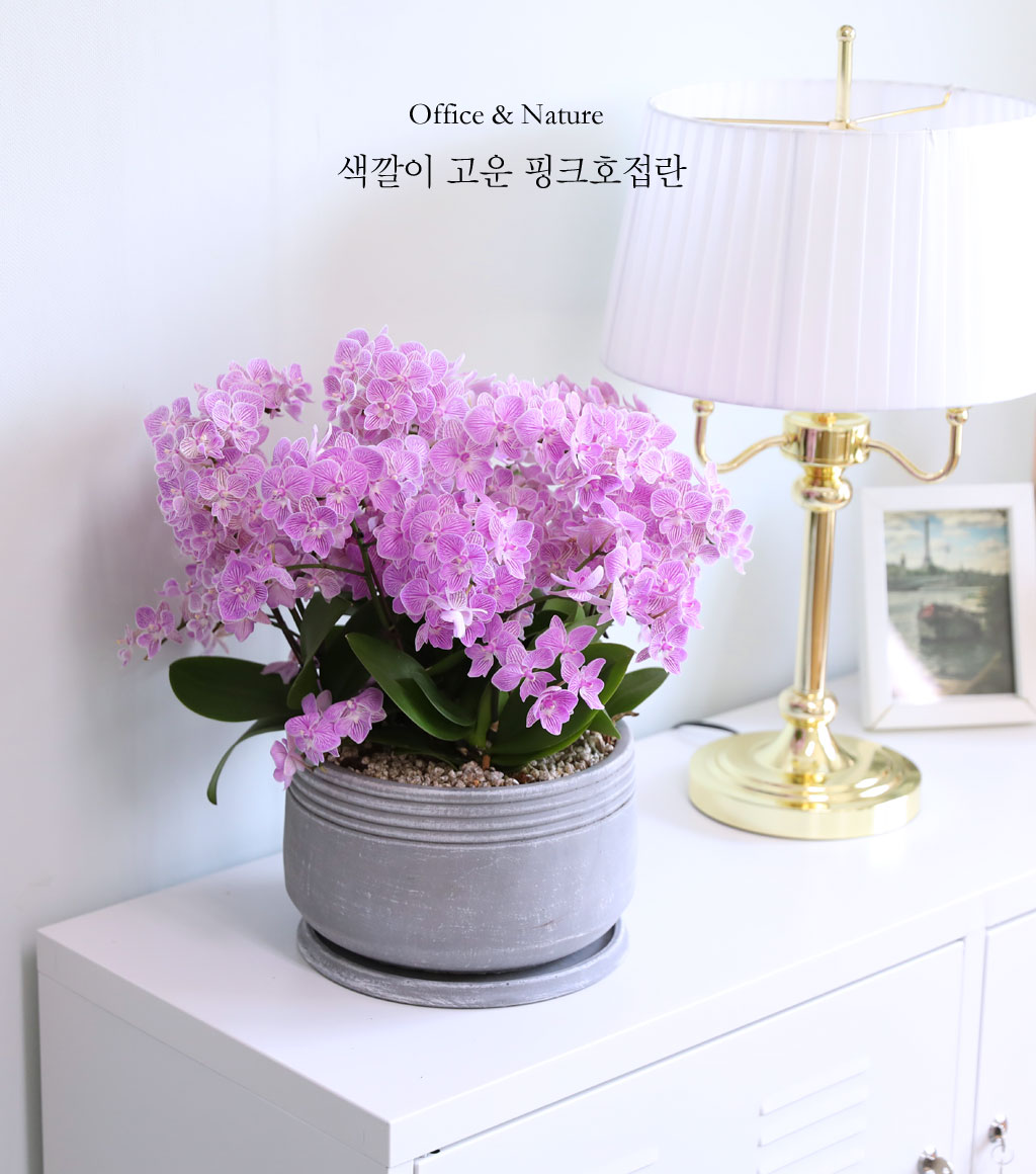 Office & Nature »ö°¨ÀÌ °í¿î ÇÎÅ© ¹Ì´ÏÈ£Á¢¶õ ²ÉÁý ²É¹è´Þ